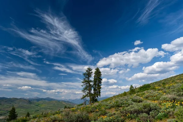 Kilka Drzew Wzgórzach Malowniczych Chmur Błękitne Niebo Symbol Wspólnoty Obligacji — Zdjęcie stockowe