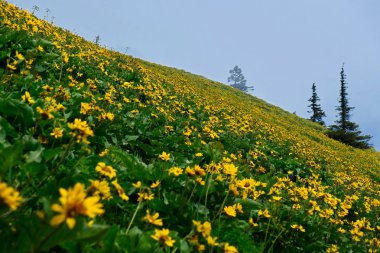 Arnica çiçekleri dağ çayırlarında tam çiçek. Columbia Nehri Geçidi. Portland. Oregon. Amerika Birleşik Devletleri
