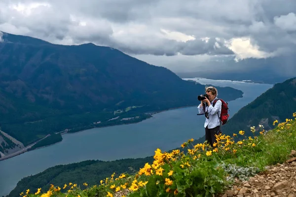 Travel Oregon. Middle age woman hiking and photographing scenic view of Columbia River Gorge in alpine meadows with arnica flowers in full bloom. Portland. Oregon. United States of America.