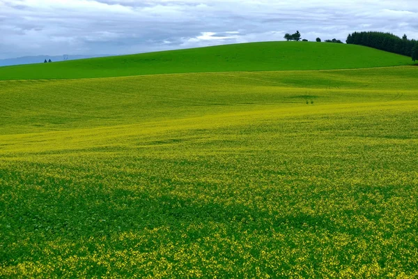 Gele Velden Van Canola Verkrachting Planten Volle Bloei Canola Velden — Stockfoto