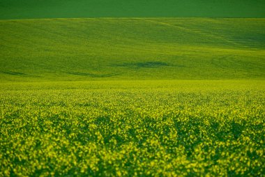 Sarı kanola tarlaları ya da çiçek açmış tecavüz bitkileri. Salem, Oregon yakınlarındaki kanola tarlaları. Amerika Birleşik Devletleri.