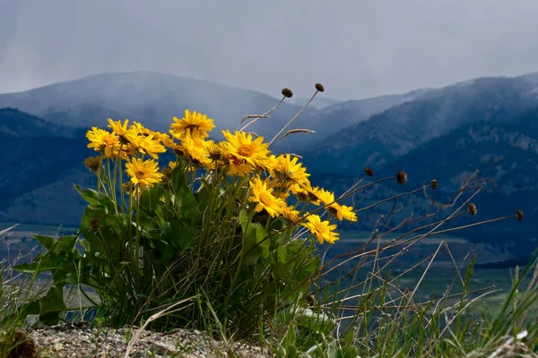 Άνθη Των Άρνων Στο Λόφο Πάνω Από Ουίνθροπ Arrowleaf Λουλούδια — Φωτογραφία Αρχείου