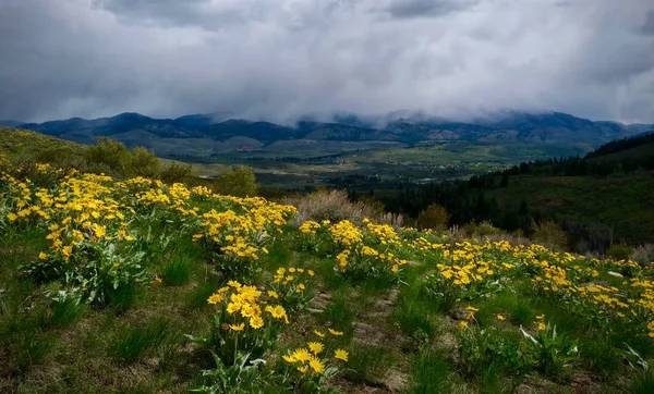 ウィンスロップの上の丘の上にアルニカの花が咲いている ノースカスケードのサンマウンテンロッジの近くにアローリーフバルサムルートの花 ワシントン アメリカ合衆国 — ストック写真