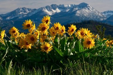 Kuzey Cascade Milli Parkı'nda dağların yanında Arnica. Winthrop. Wa. Amerika Birleşik Devletleri