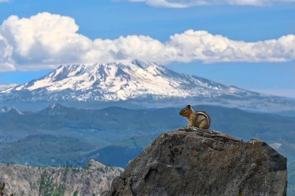 Chipmunk in front of snow capped mount Adams.  Beautiful hiking trail around volcano in Washington. Pacific Ring of Fire Volcanoes. United States of America