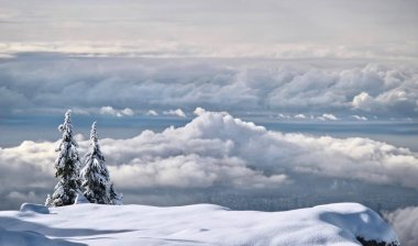 Trees covered with snow on mountain cliff above clouds with view of city below. Winter landscape in Mount Seymour Provincial Park near Vancouver. North Shore. Vancouver. Beautiful British Columbia. Canada. clipart