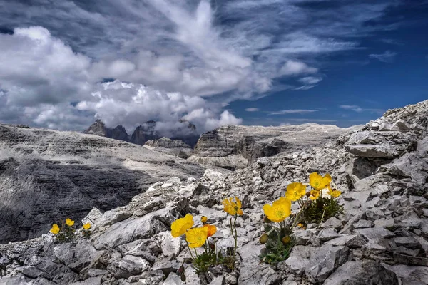 Żółte kwiaty MAK na skałach z widokiem Sassolungo w Dolomitach w odległości. — Zdjęcie stockowe