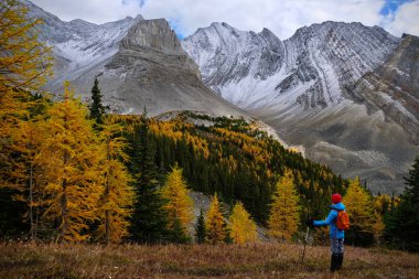 Dağlardaki altın karaçamların arasında kadın. Sonbaharda Kanada Rockies Yürüyüş. Kananaskis. Canmore. Alberta. Kanada.