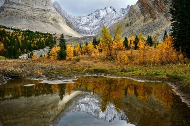 Sonbahar karaçam ağaçlarının yansımaları ile dağlarda Alp gölü. Kananaskis Kanada Rockies Sonbahar orman. Canmore. Alberta. Kanada.