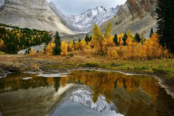 낙엽송의 반사와 산에서 알프스 카나나시스의 캐나다 산맥의 앨버타 캐나다 — 스톡 사진