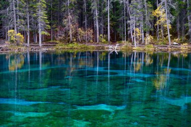 Sonbahar ormanı ve Kanada kayalıklarında yansımaları olan renkli bir göl. Grassi gölleri Canmore yakınlarındaki Rocky Dağları 'nda. Alberta. Kanada
