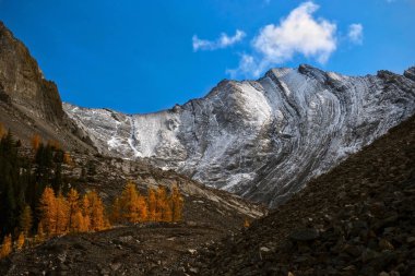 Alp sarısı sonbahar tarlaları ilk karla kaplı dağlara karşı ağaçlar. Canmore yakınlarındaki Kanada dağlarında güneşli bir gün. Smith Dorrien Otoyolu. Alberta. Kanada.
