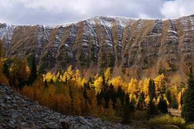 Sonbaharda Golden Larch Ormanı. Kanada Kayalıkları. Ptarmigan Sirki, Kananaskis Köyü yakınlarında yürüyüş parkuru. Alberta. Kanada.