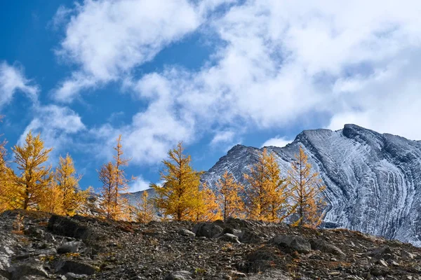 最初の雪で覆われた山に対して高山黄色の秋のカラマツの木 キャンモア近くのカナダのロッキー山脈で晴れた日 スミス ドリアン ハイウェイアルバータカナダ — ストック写真
