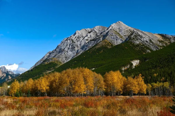 晴れた暖かい日には 黄色のアスペンの森と青空に対する山と秋の風景 カナナスキス村アルバータカナダ — ストック写真