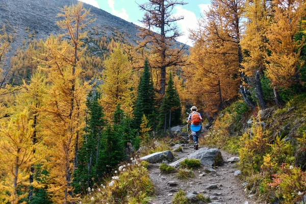 Volwassen Vrouw Wandelen Tussen Gouden Larches Banff National Park Fairview — Stockfoto