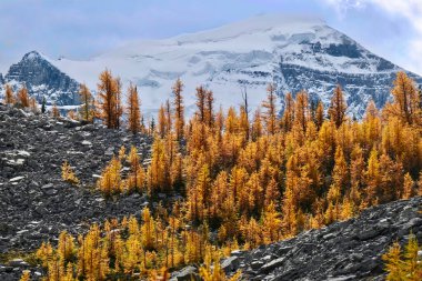 Banff Ulusal Parkı 'ndaki Louise Gölü' nün tepesindeki manzara. Sarı tarla ağaçları buzulun karşısında. Alberta 'da sonbahar sezonu. Kanada.