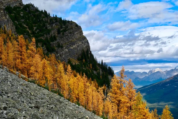 カナダのロッキー山脈の秋 レイクルイーズ地域のフェアビューマウンテントレイルから黄金のカラマツの木や山々の豪華な景色 バンフ国立公園アルバータカナダ — ストック写真