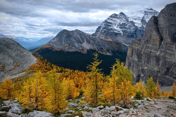 Scenic View Mountains Yellow Autumn Larch Trees Lake Louise Area — ストック写真