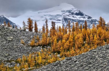 Sarı karaçam ağaçları Kanada 'da Louise Gölü' nün zirvesinde bir buzulun üzerindeki koruluğa karşı. Banff Ulusal Parkı. Alberta. Kanada.