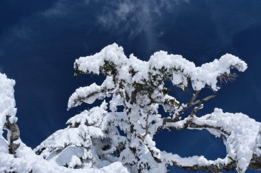 Donmuş firavun ağacı dalları kışın açık mavi gökyüzüne karşı ağarmış buz ve karla kaplı. Oregon 'daki krater gölü bölgesi. Kuzeybatı Pasifik. Amerika Birleşik Devletleri