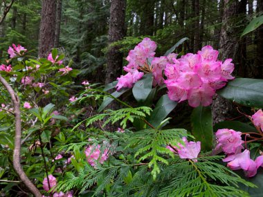 Vahşi Rhododendronlar ormanda pembe çiçekler. Manning İl Parkı. İngiliz Kolombiyası. Kanada 