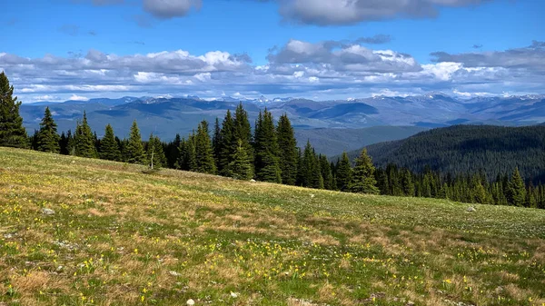 Spring Alpine Meadows Spring Wildflowers Trees View Far Away Mountains — Stock Photo, Image