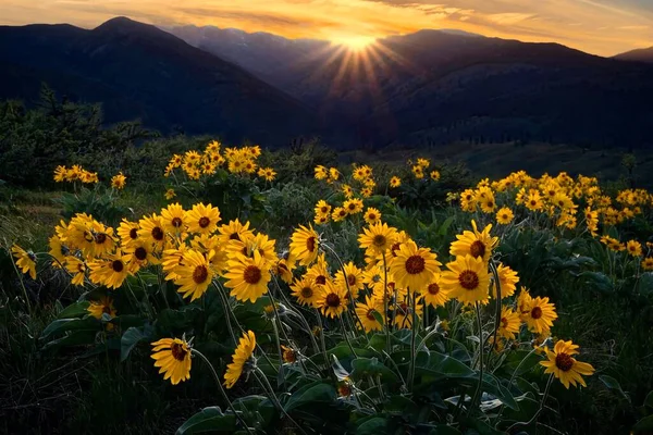 Arnica Sunflowers Full Bloom Alpine Meadows North Cascades Mountains Winthrop — Stock Photo, Image