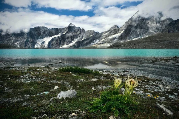 Wilde Bloemen Door Turquoise Alpine Meer Met Bergen Achtergrond Skigebied — Stockfoto