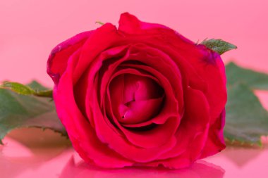 Arkaplan için makro pembe güller