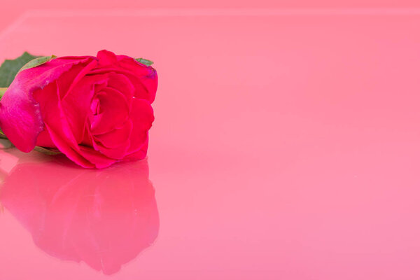 One pink roses on pink color background