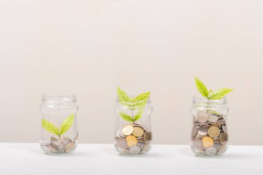 Üç yaprak ağacı para ile cam şişede büyür. İş kavramı veya Para büyümesi kavramı.