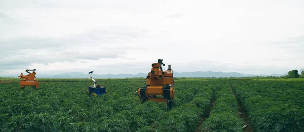 Gibt Kein Konzept Für Eine Intelligente Landwirtschaft Farmer Setzen Roboter — Stockfoto