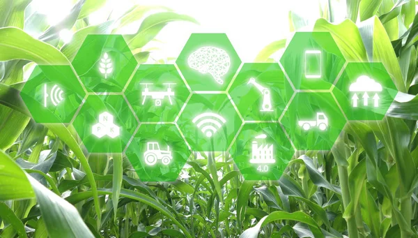 çok, şeylerin, tarım kavramı, akıllı robot Internet (yapay zeka / AI) yönetimi için koruma, kontrol ve tespit gruptaki sensörlü, alan.