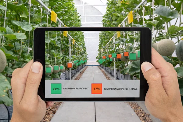 Iot Agricultura Inteligente Indústria Agrícola Conceito Tecnologia Agricultor Segurar Tablet — Fotografia de Stock