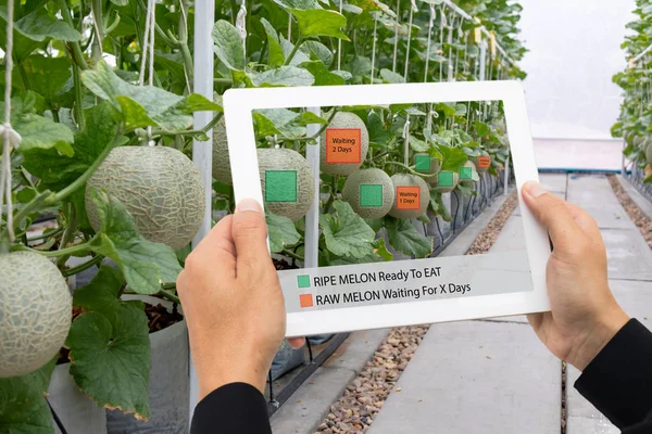 Iot Smart Farming Agricoltura Concetto Tecnologia Agricoltore Tenere Tablet Utilizzare — Foto Stock