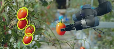 Tarım fütüristik konsept robot akıllı, robot çiftçiler (Otomasyon) derin öğrenme ve nesne tanıma teknolojisini kullanarak sebze ve meyve toplamaya çalışmak için programlanmış gerekir