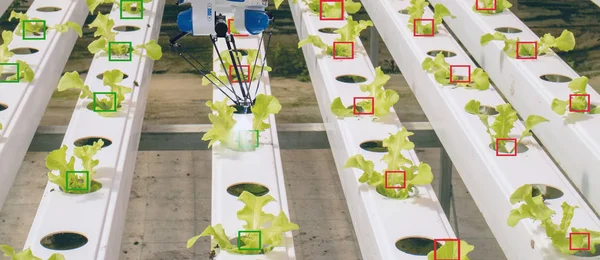 スマート農業の未来コンセプトのロボット ロボット農家 オートメーション は深い学習と物体認識技術を使用して 野菜や果物を収集するために動作するようにプログラムする必要があります — ストック写真
