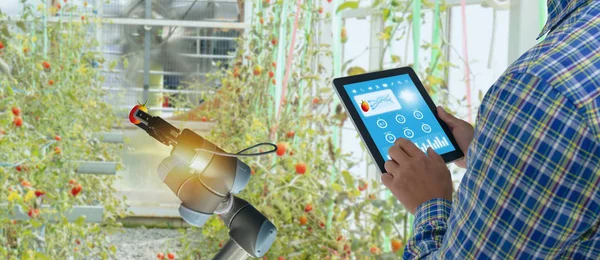 Iot 스마트 소프트웨어 기술을 상태를 모니터링 태블릿에 농부와 농장에서 — 스톡 사진