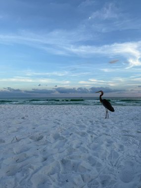 Destin Florida plajı Akşam gökyüzü ve büyük mavi balıkçıl