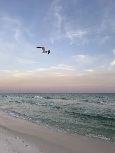 Meksika Körfezi 'nin zümrüt renkli sularında gün batımı gökyüzü ile uçan martılar. 