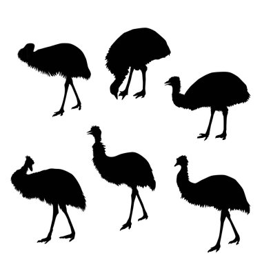  siyah devekuşu, siluetler, vektör elementleri