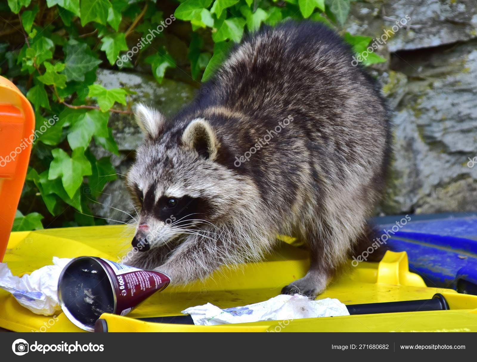 Ein Waschbaer Wuehlt Hausmuell Stock Photo C Glini 271680682