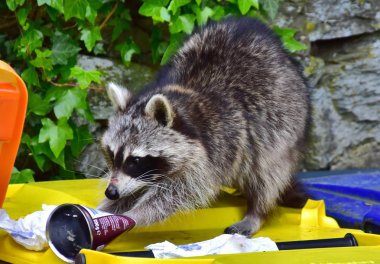 Ein Waschbaer wuehlt im Hausmuell