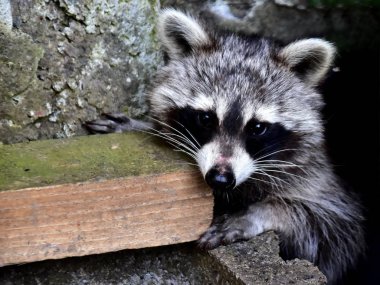 Rakun - Waschbaer - Raton Laveur
