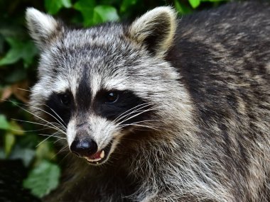 Rakun - Waschbaer - Raton Laveur