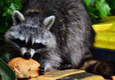 Rakun - Waschbaer - Raton Laveur