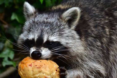 Rakun - Waschbaer - Raton Laveur