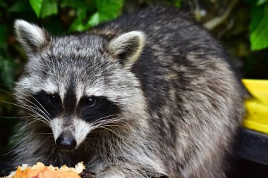 Rakun - Waschbaer - Raton Laveur