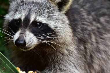 Rakun - Waschbaer - Raton Laveur